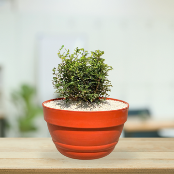 Decorative plastic bowl pot